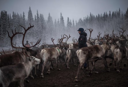 A Sámi woman herds reindeer near a forest in Lapland, the scene is misty