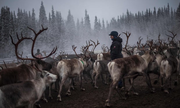 A Sami woman watches over a reindeer herd near the village of Dikanaess, in Sweden.