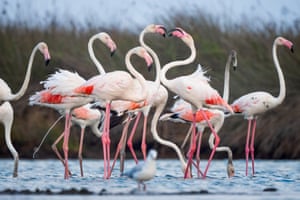 Flamingos em pé na água