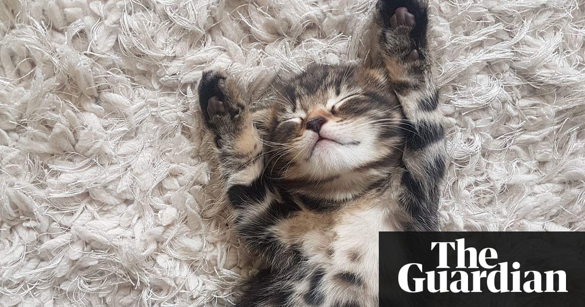 Why  are kittens so  cute  You asked Google here s the   Why  are kittens so  cute  You asked Google here s the
