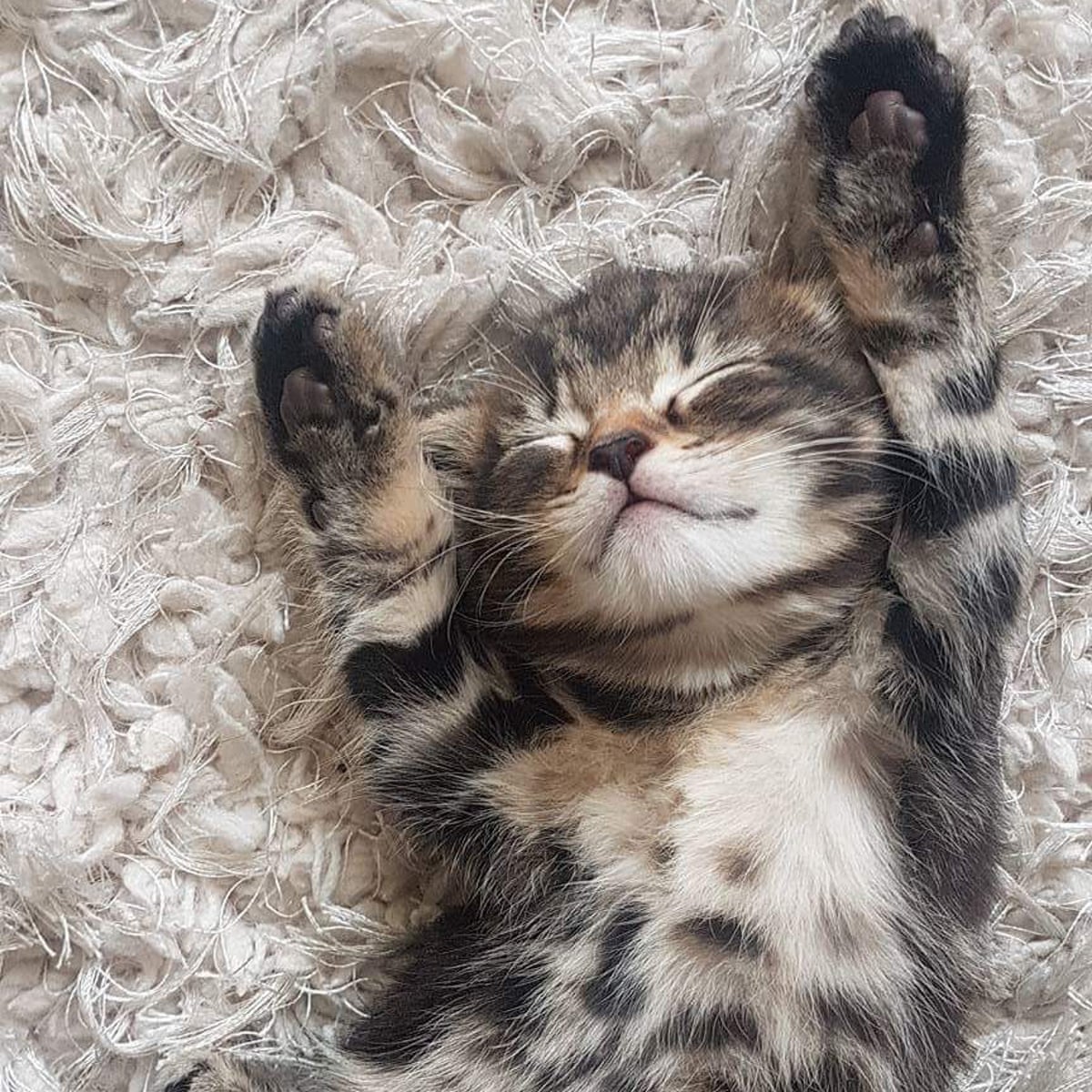 Why are kittens so cute? You asked Google – here's the answer | Dean Burnett | The Guardian Why Are Kittens So Cute? You Asked Google – Here'S The Answer | Dean Burnett | The Guardian