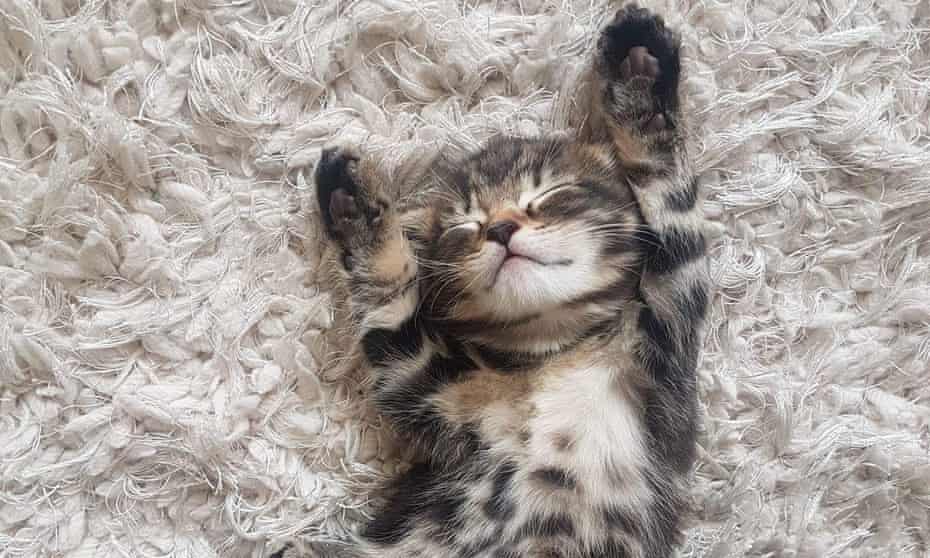Why Are Kittens So Cute You Asked Google Here S The Answer Dean Burnett The Guardian Why Are Kittens So Cute You Asked Google Here S The Answer Dean Burnett The Guardian