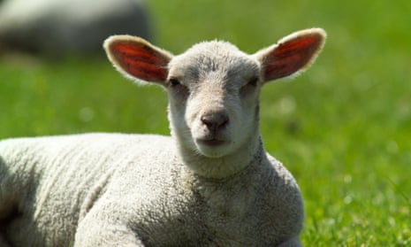 Lamb (farm animal)