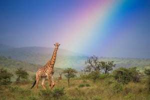 A giraffe walks through a rainbow at the Zimanga Private Game Reserve in Kwa Zulu Natal, South Africa