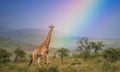 A giraffe walks through a rainbow at the Zimanga Private Game Reserve in Kwa Zulu Natal, South Africa.