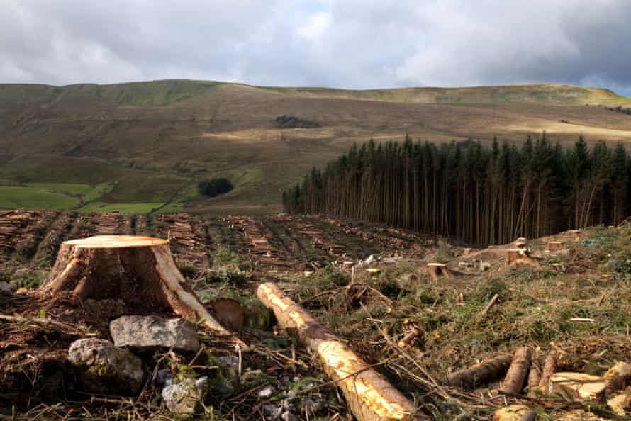 Felled woodland in the North Yorkshire Dales national park.