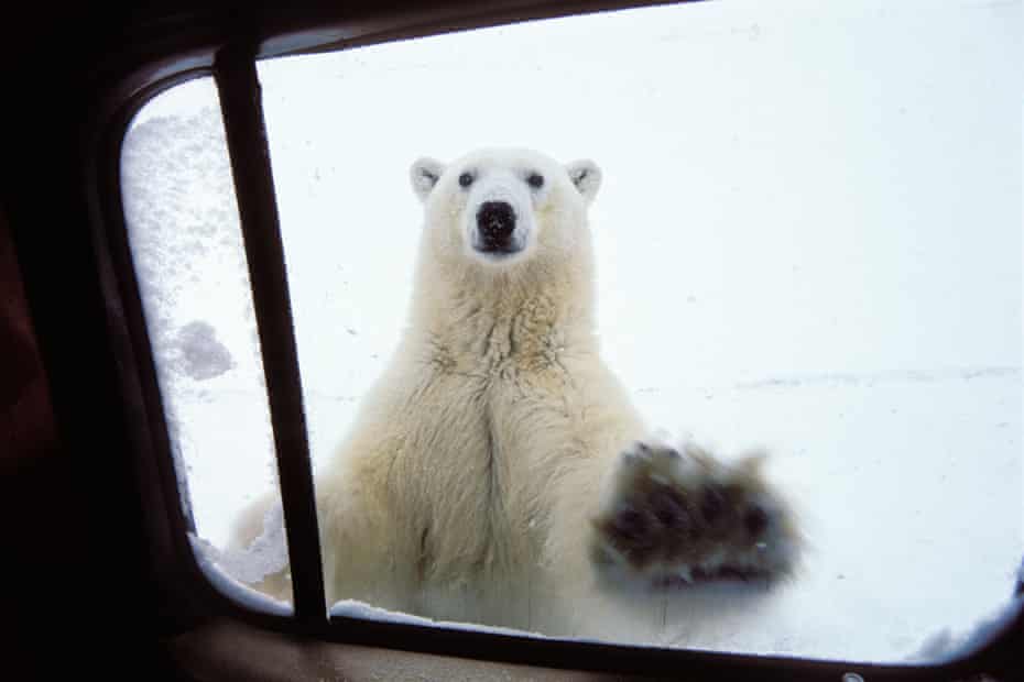 A polar bear at a car window in Churchill, Canada.