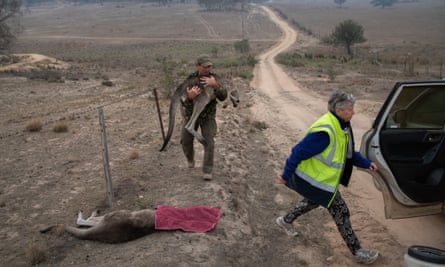A burned kangaroo is carried north of Cooma, NSW, in 2020