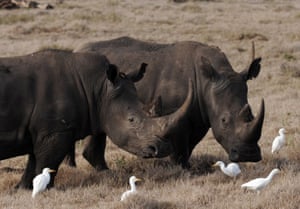 Two male rhinos in the Lewa Wildlife Conservancy. Lewa is home to more than 10% of Kenya's black rhino population.