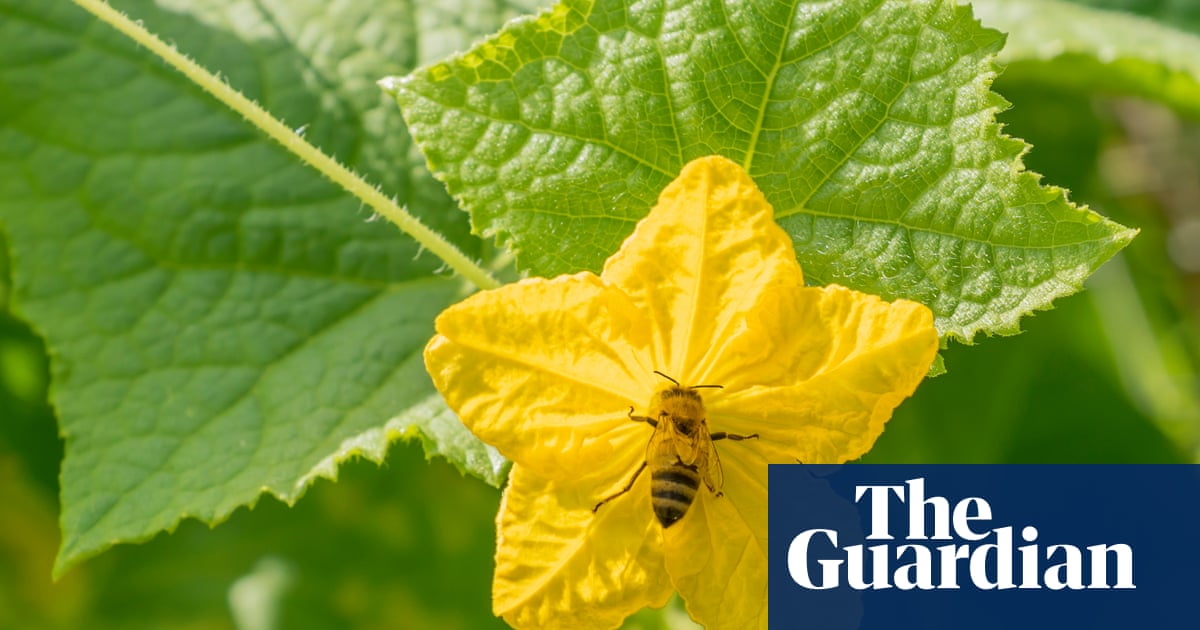 Get to grips with pollination your garden (and the bees) will thank you for it