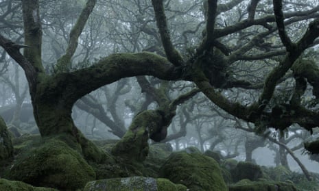 Wistman’s Wood, Dartmoor National Park, where many oaks are more than 500 years old.