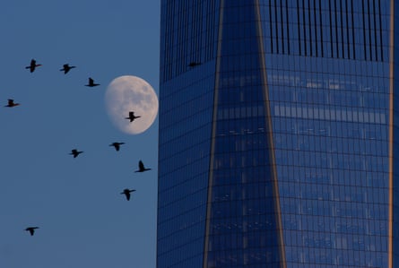 A flock flies past the World Trade Center, a building pinpointed as one of ‘the deadliest’ for birds.