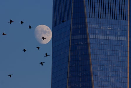 A flock of birds is seeing flying past a skyscraper in New York City. 