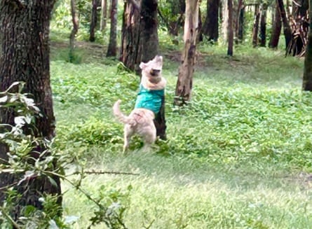 Lucy’s dog Greta, wearing a Mexico jersey.