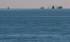 A vaquita swims in the sea.