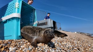 Two dark grey seal pups emerge from plastic carrying containers on to a pebbly beach