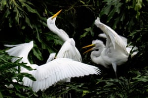 A great egret chick begging its mom for a fish at Lake Eola Park in Orlando, Florida, US. Lake Eola Park is home to a diverse community of birds, providing a vibrant and natural oasis amid Orlando’s urban landscape
