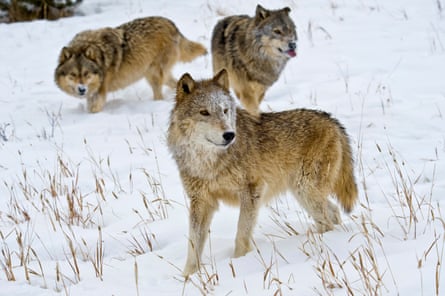Three wolves standing in snow
