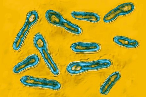 blue-colored bacteria on a yellow background