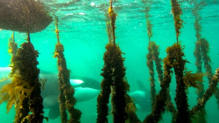 A mussel farm with lines of mussels