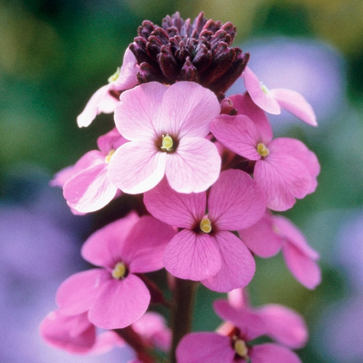 Plant Of The Week Perennial Wallflower Gardens The Guardian