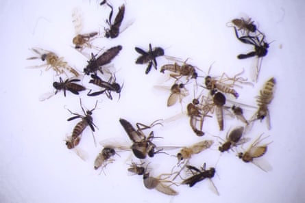 Dead midges in varying shades of brown lie on a white background.