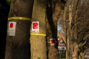A row of trees with poppy and 'save me' signs attached