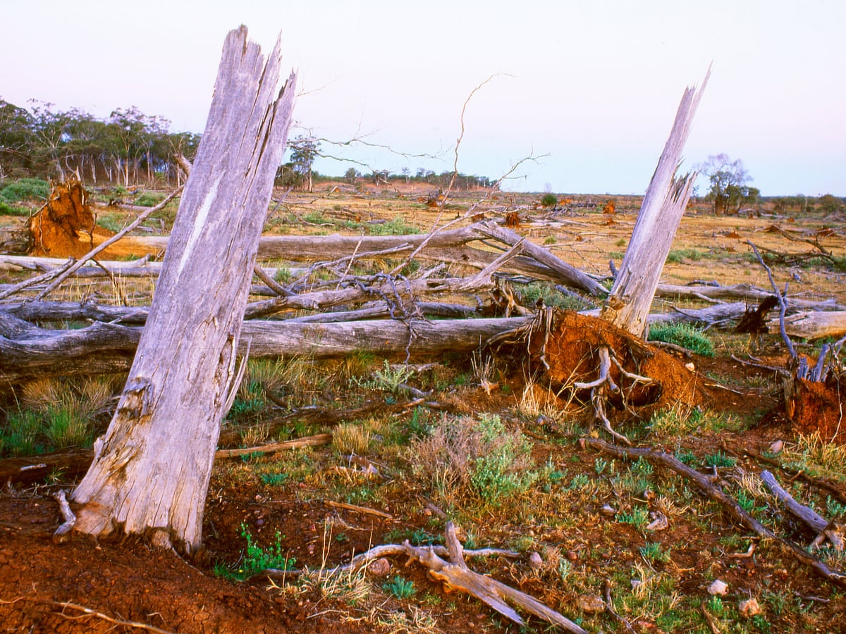 Australia Cleared 7 7m Hectares Of Threatened Species Habitat Since Introduction Of Environment Act Environment The Guardian