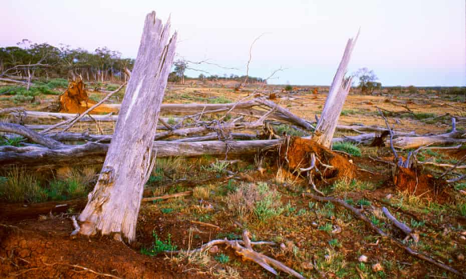 Deforestation of native vegetation in central Queensland.