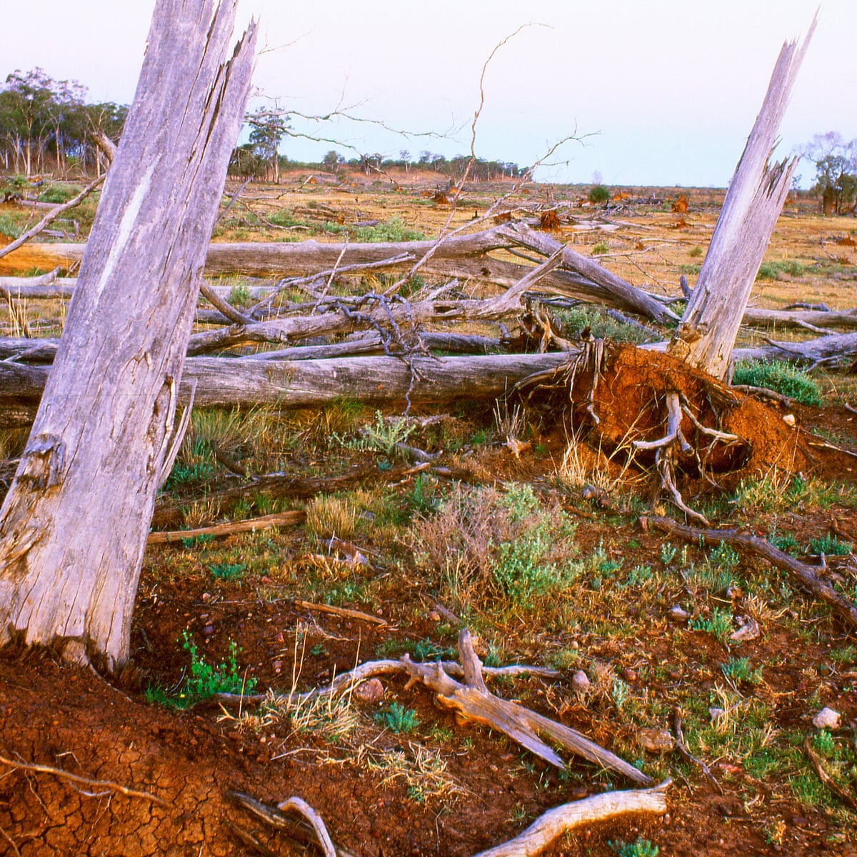 Australia Failing To Meet Nature Protection Targets Un Finds Environment The Guardian