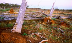 deforestation environment the guardian