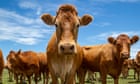 The hell and horror of cow attacks: 'I told my husband to leave me to die'