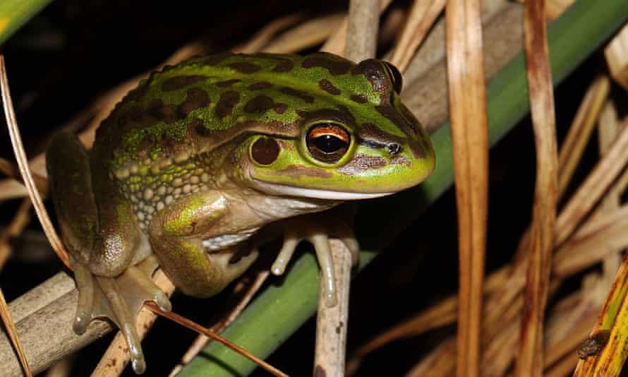 The Growling Grass Frog (Litoria raniformis for extra points...)