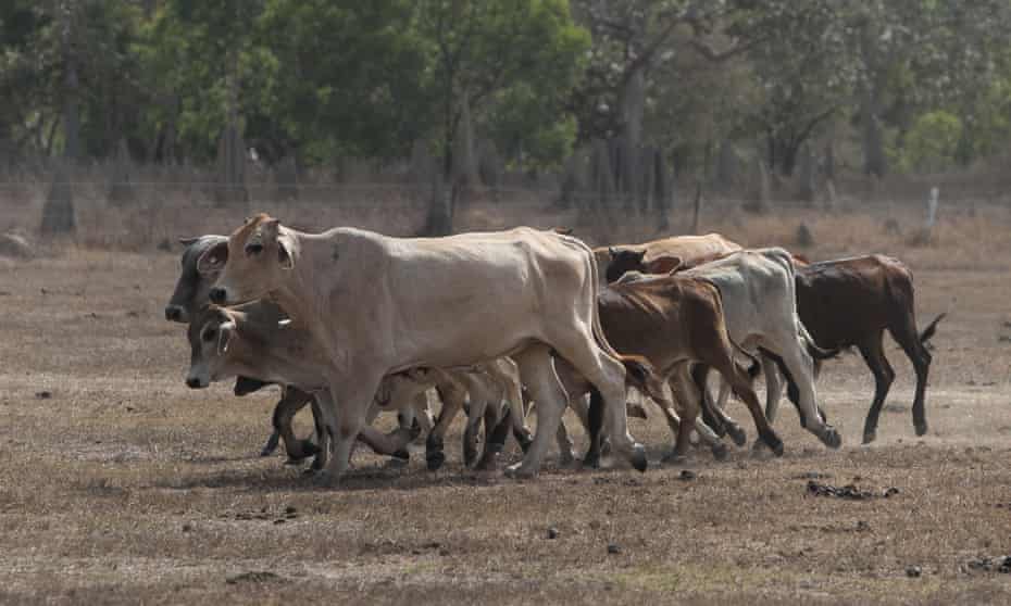 Cattle on a station in far north Queensland
