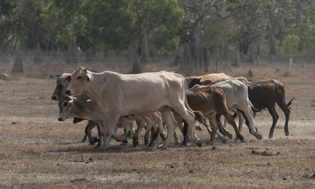 Beef is number one’ driver of deforestation crisis