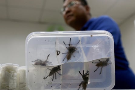 A man stands over a plastic container of venomous tarantulas