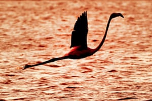 A flamingo flies over a reservoir in Atlit, Israel