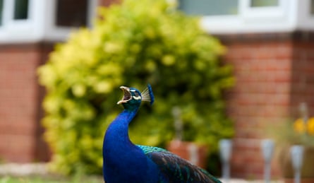 A peacock mid-call