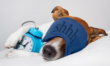 Dog with alarm clock