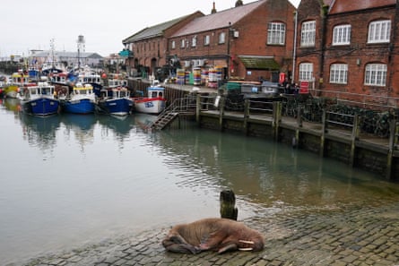 A walrus resting on the harbor at Scarborough.