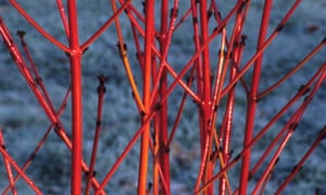 Top ten de los arbustos para el invierno 1 Cornus sanguinea ‘Midwinter Fire’