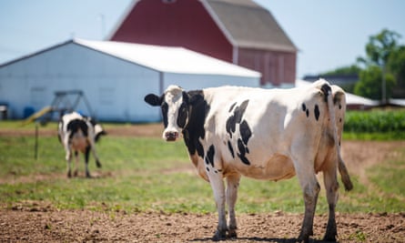 A holstein cow stands in the field on a dairy farm in Plymouth, Wisconsin.