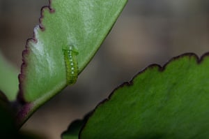 Red pierrot caterpillar is a leaf borer, and has to eat its way inside its leafy home.