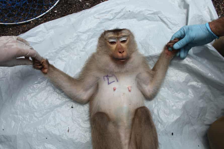 More than 108,000 monkeys were held in US labs as of 2019.