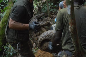 In Gabon, the Wildlife Capture Unit carry Ghost, a giant pangolin. Ecologists will take live samples from the animal to gain insights into the reproductive behaviour, life expectancy and other patterns of the world's most-trafficked mammal