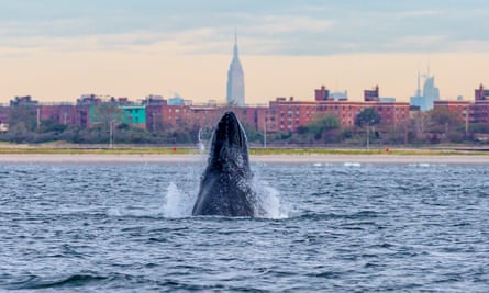 A humpback whale with the Empire State Building in the background in the Rockaway Beach neighborhood of the Queens, on 23 September 2013.