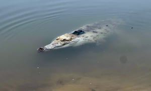 A crocodile swims in a river during a release of eleven crocodiles in the Vichada department, Colombia. The Orinoco crocodile is a critically endangered crocodile, a programme of breeding crocodiles and releasing them into the river hopes to prevent extinction