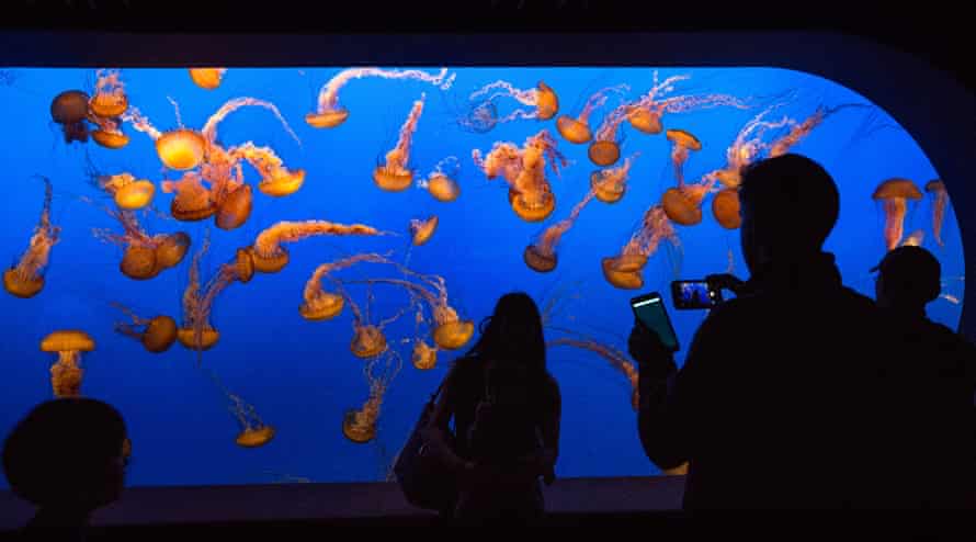 A group of jellyfish at Monterey Bay Aquarium, located at Cannery Row two hours south of San Francisco, swim through a tank in jellies section of “The Open Sea” tank in Monterey, California.