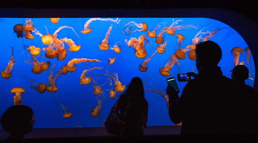 Aquariums Report Wave Of Webcam Visits Amid Covid Shutdown Marine Life The Guardian
