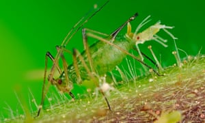 A greenfly aphid gives birth to live young